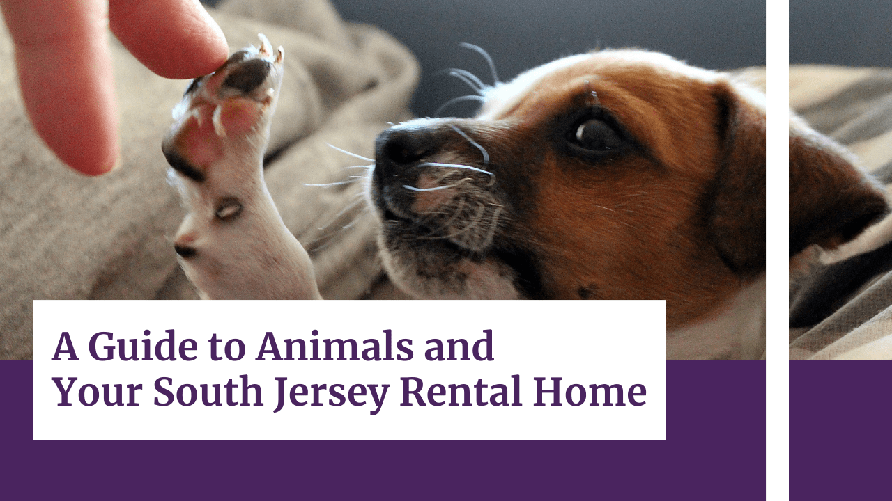 A Guide to Animals and Your South Jersey Rental Home - Article Banner